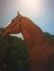 Cheval