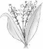 Muguet
